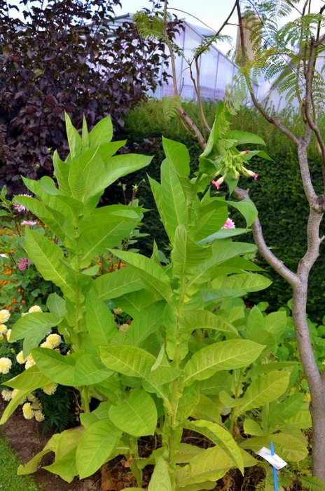 Nicotiana tabacum 'Nirvana' (3)